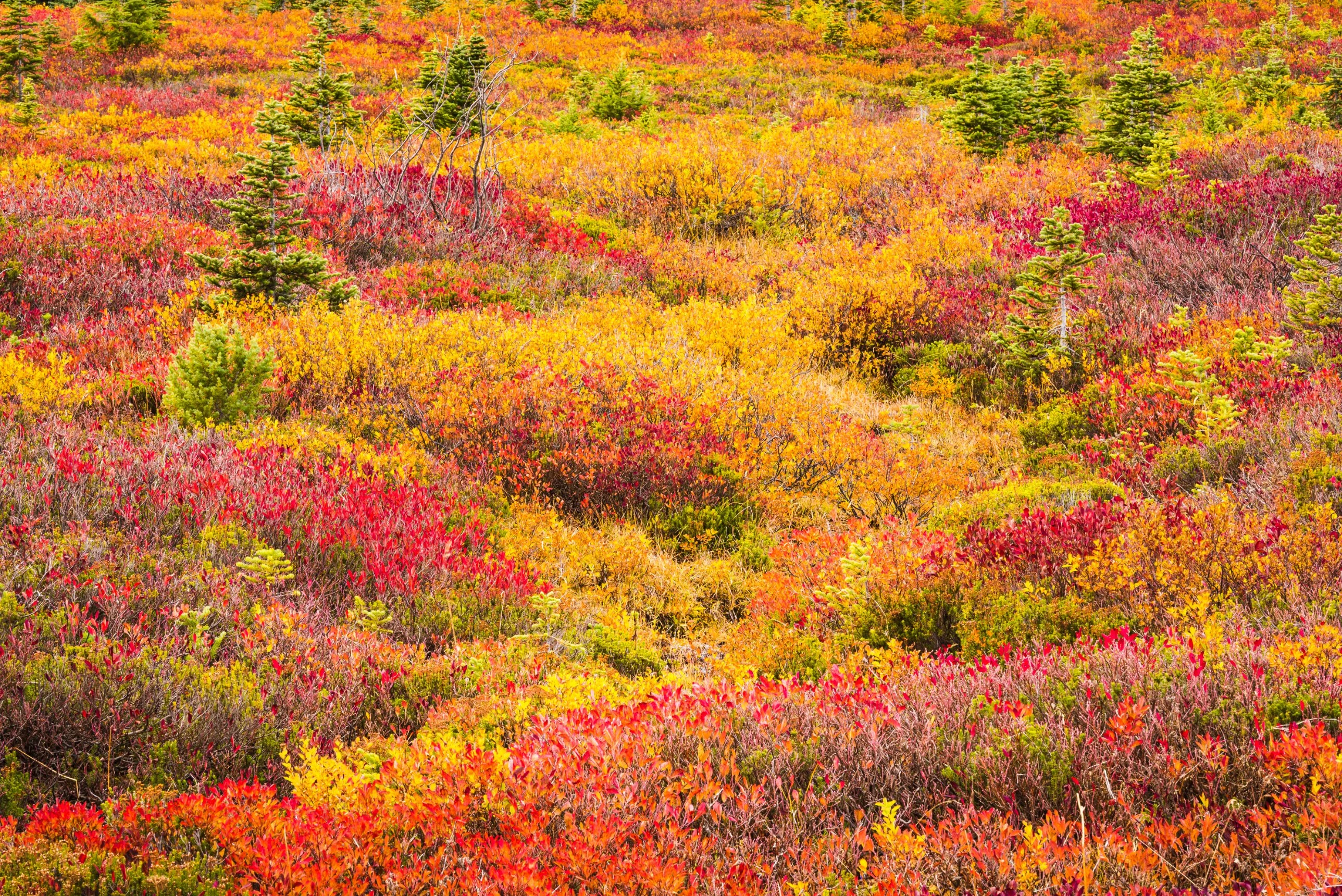 Peak Season: A sea of huckleberry plants setting a blaze to Paradise meadows