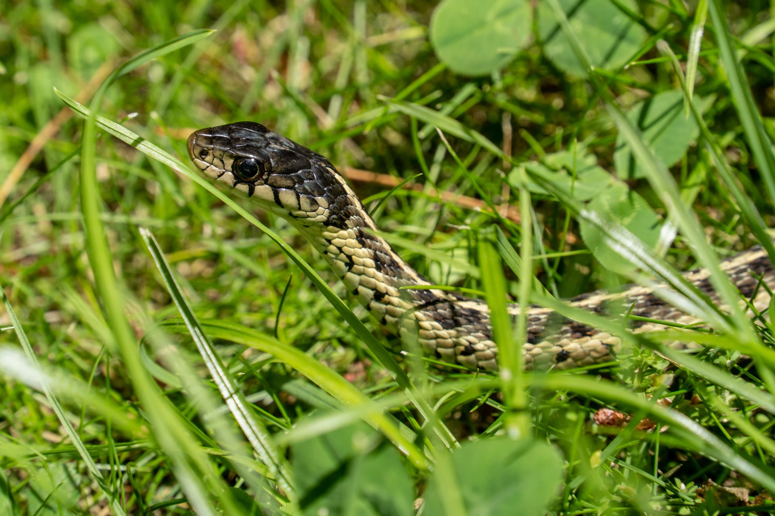 Peak Season: Garter Snake
