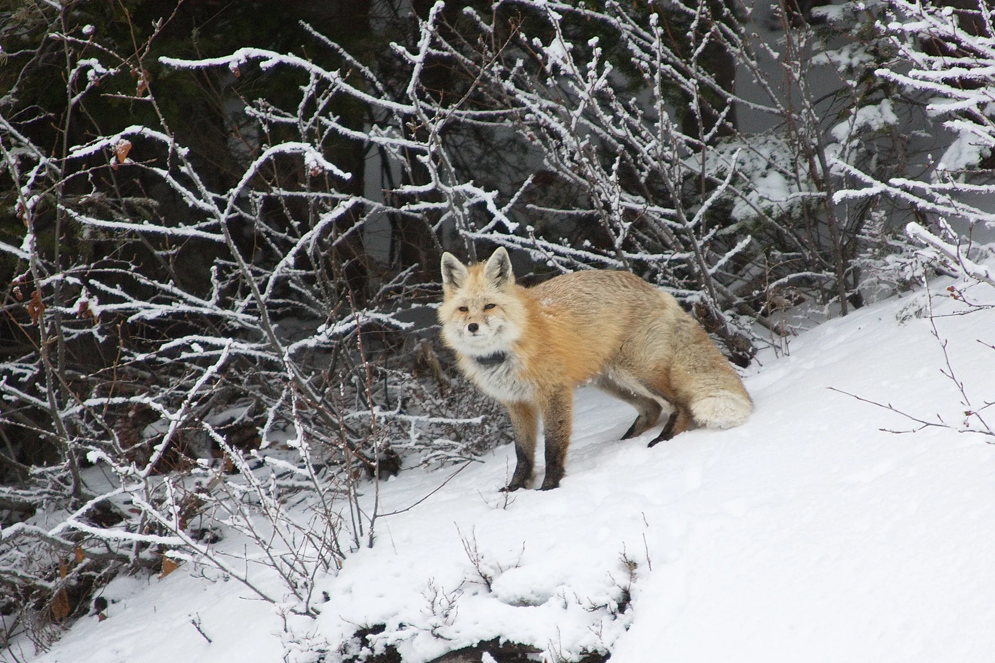 Mountain as a Muse: Fox in snow