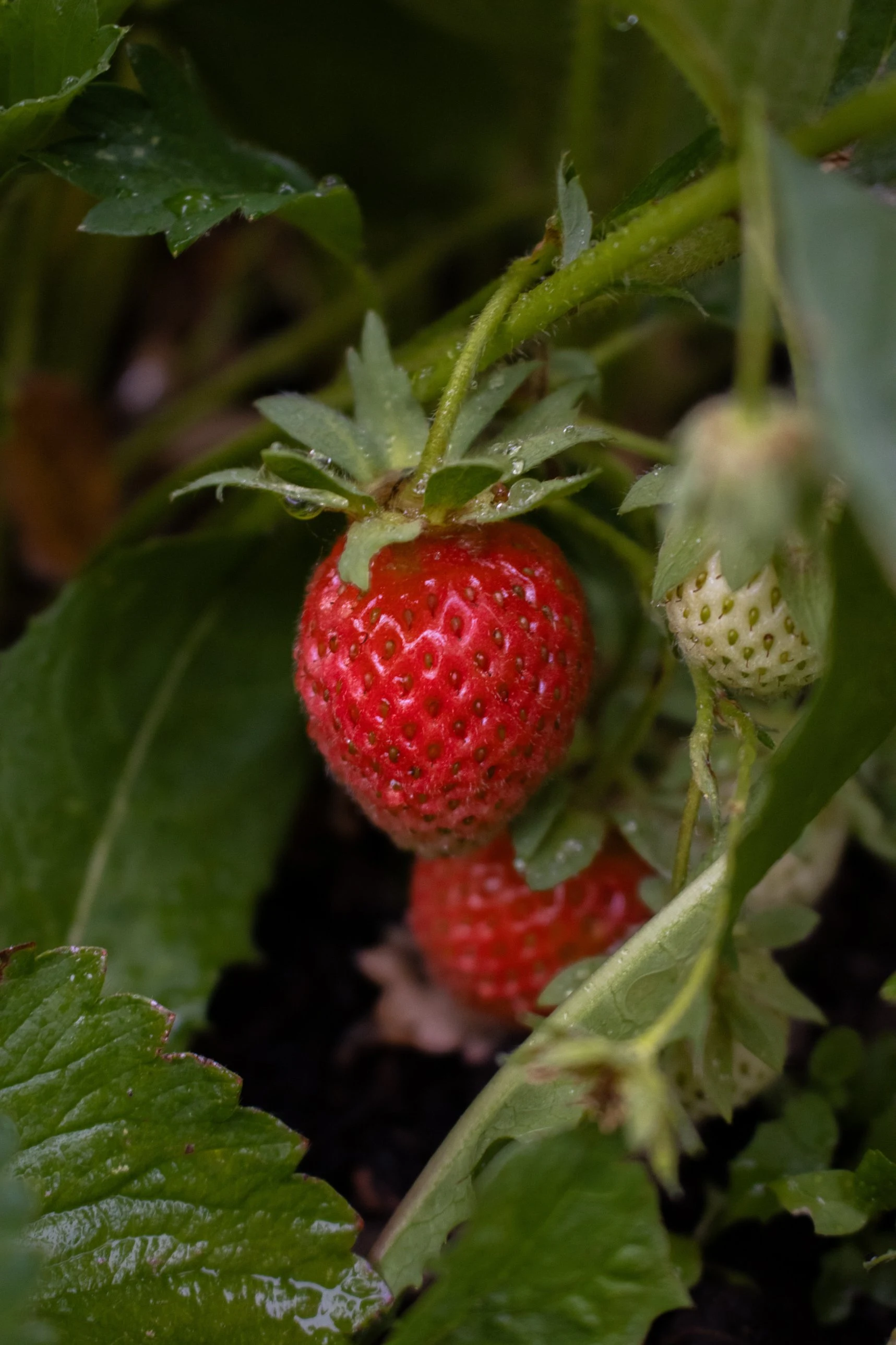 Wild Berry Guide: Garden Strawberry, Fragaria × ananassa