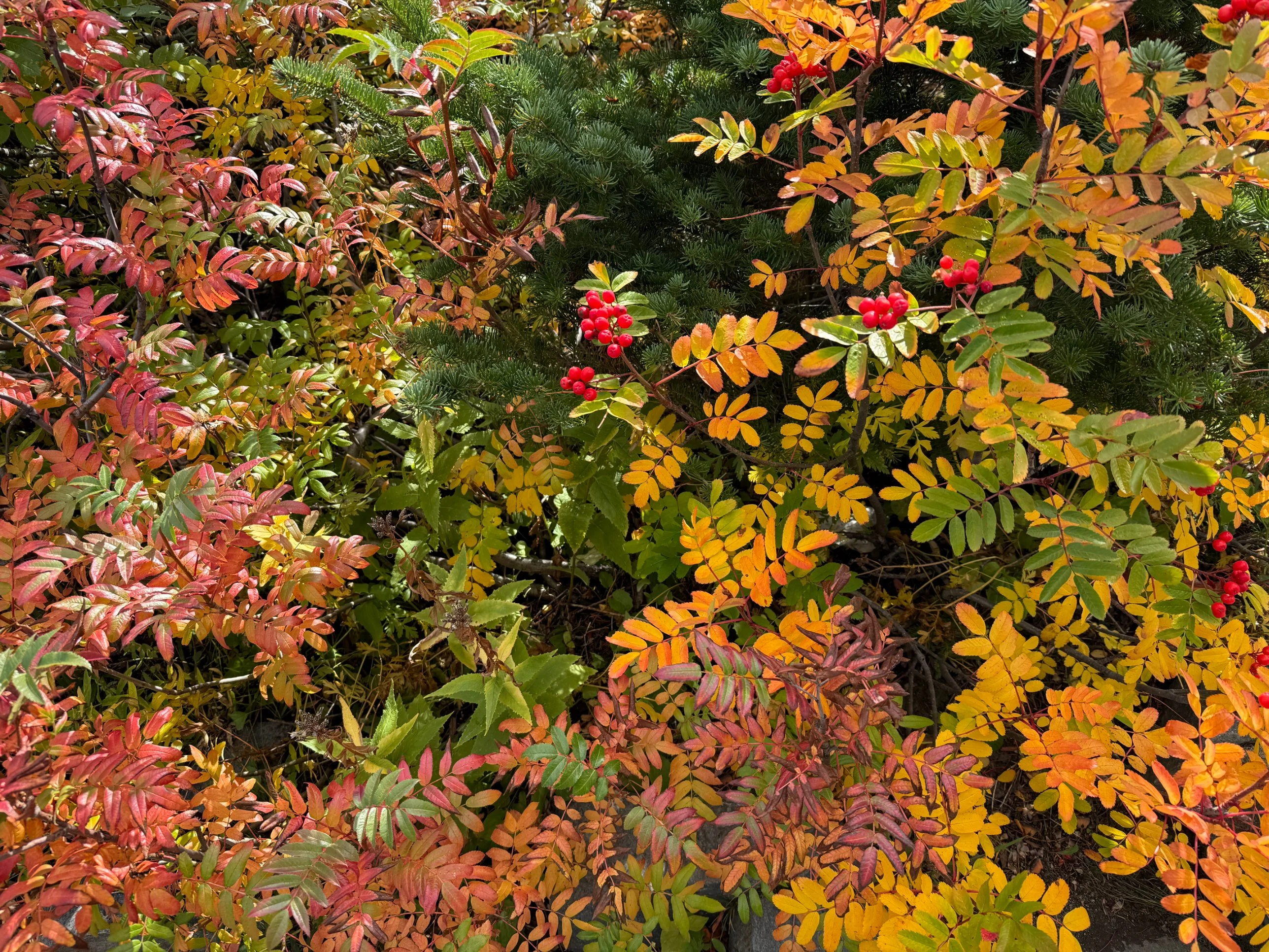 Wild Berry Guide: Western Mountain-Ash, Sorbus scopulina
