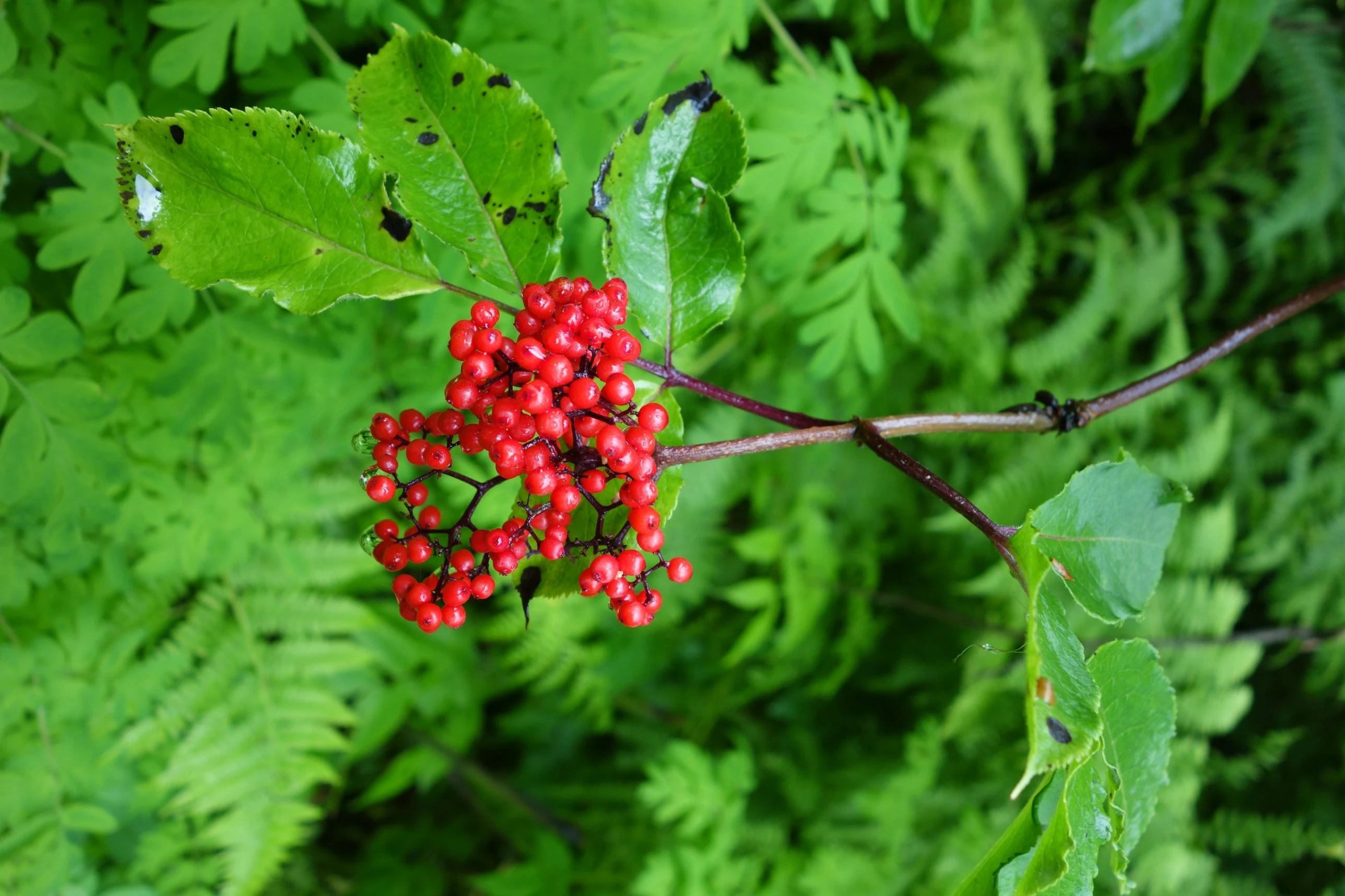 Wild Berry Guide: Red Elderberry, Sambucus racemosa