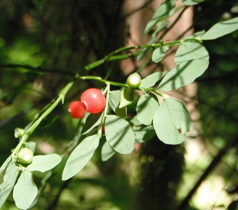 Wild Berry Guide: Red Huckleberry, Vaccinium parvifolium