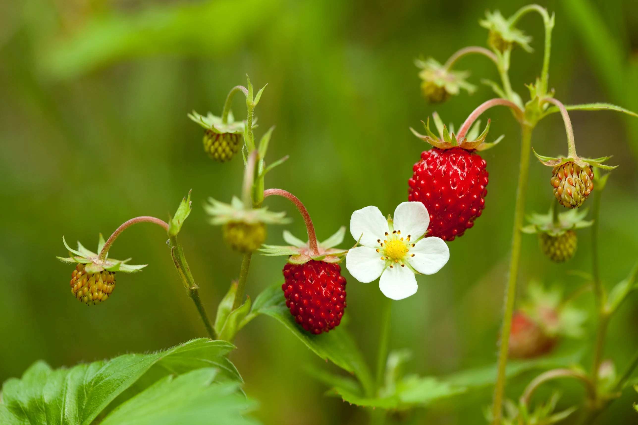 Wild Berry Guide: Woodland Strawberry, Fragaria vesca
