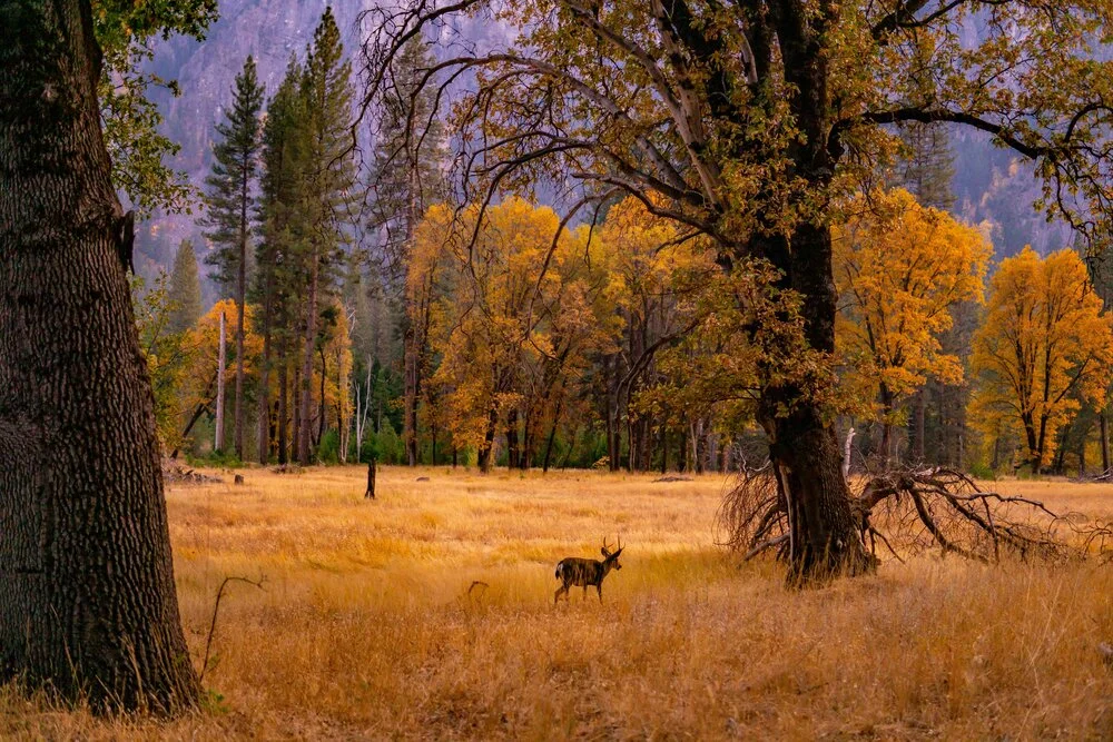 Yosemite National Park After Dark: Cooks meadow