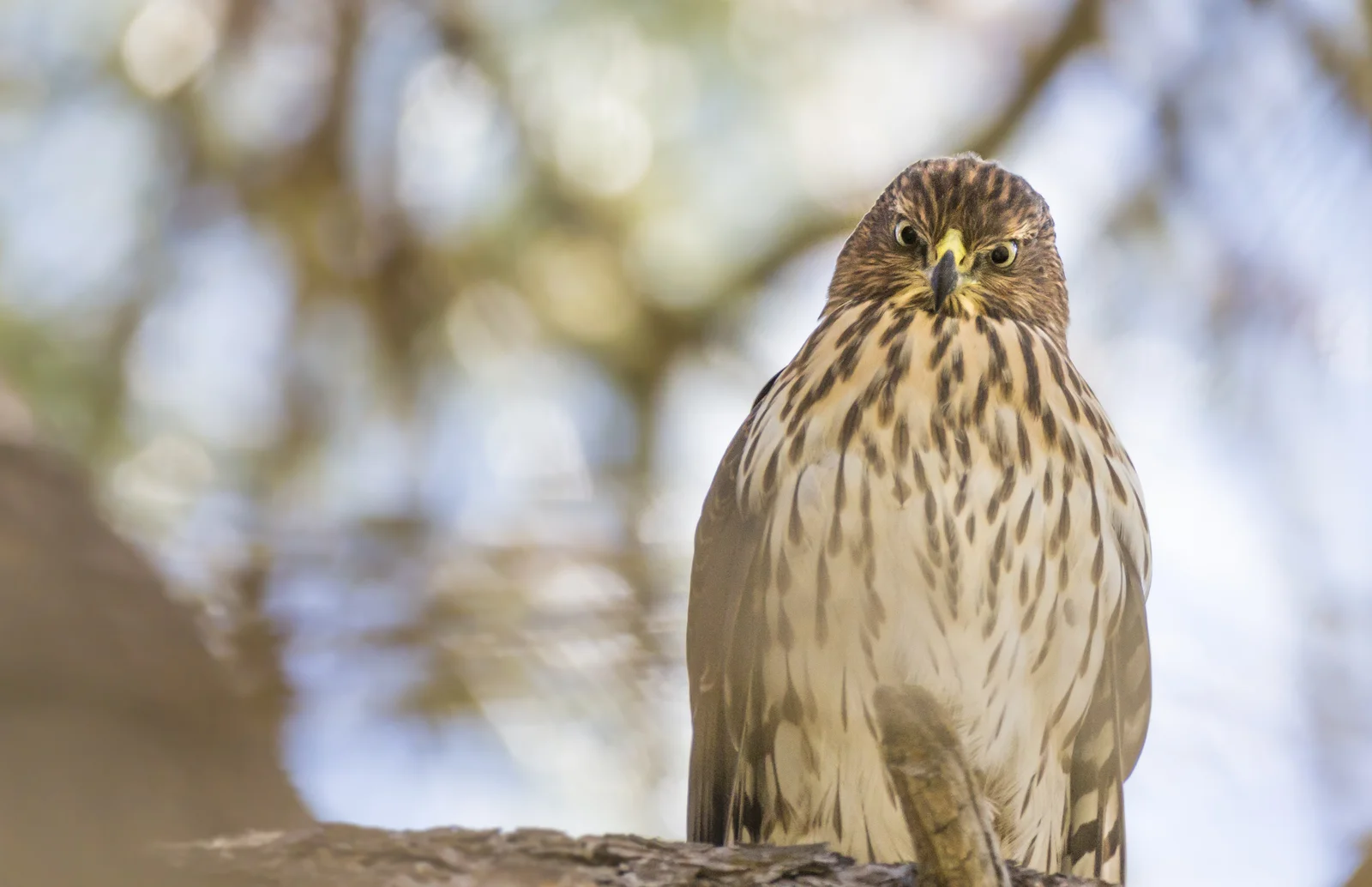 Yosemite National Park After Dark: Coopers hawk