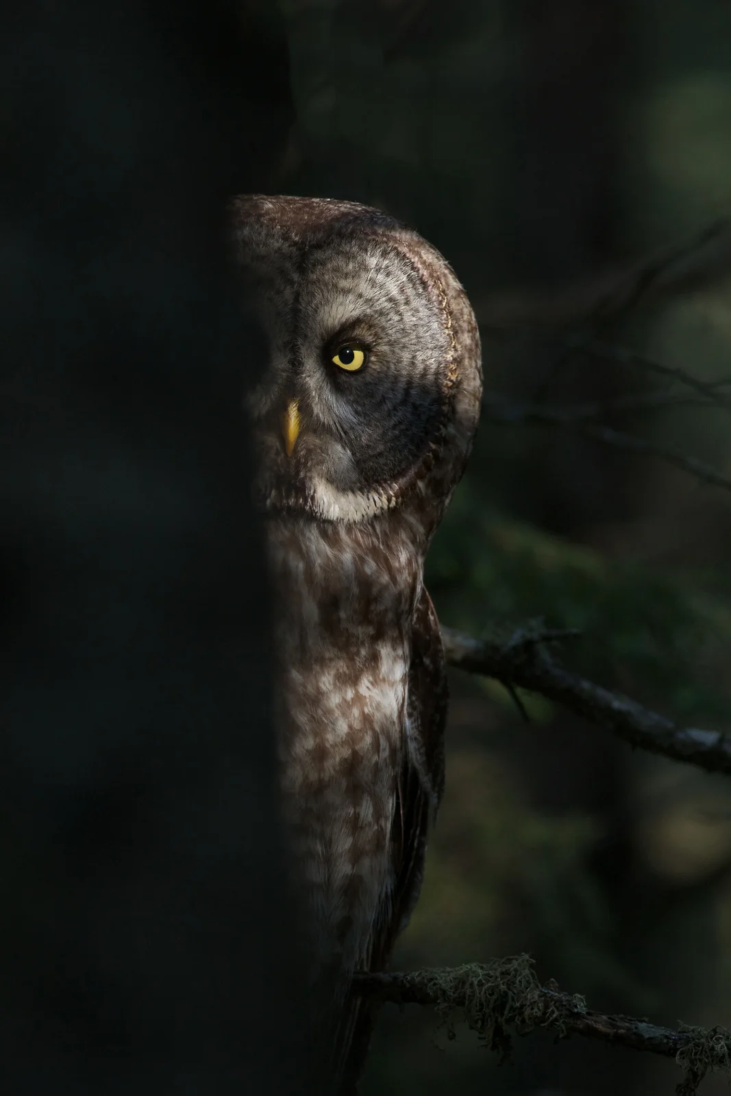 Yosemite National Park After Dark: Great grey owl
