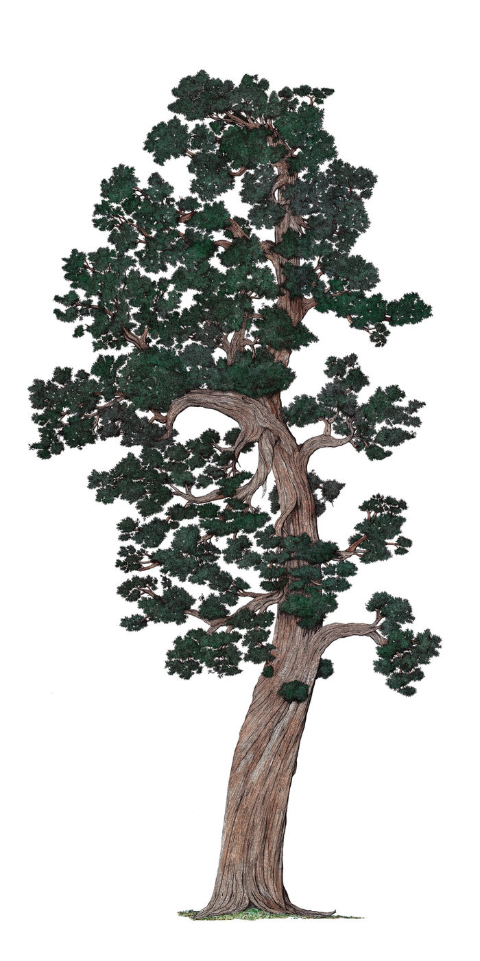 Trees of Yosemite, image 4