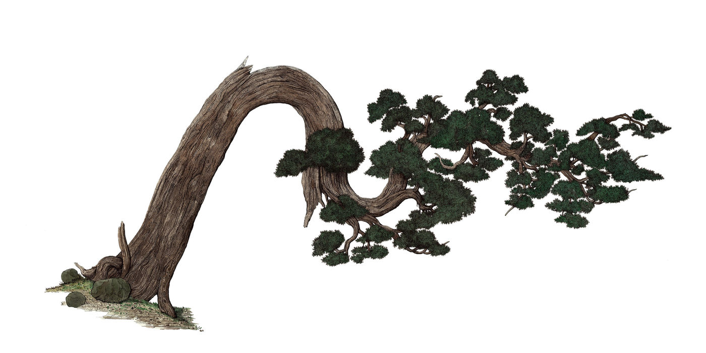 Trees of Yosemite, image 6