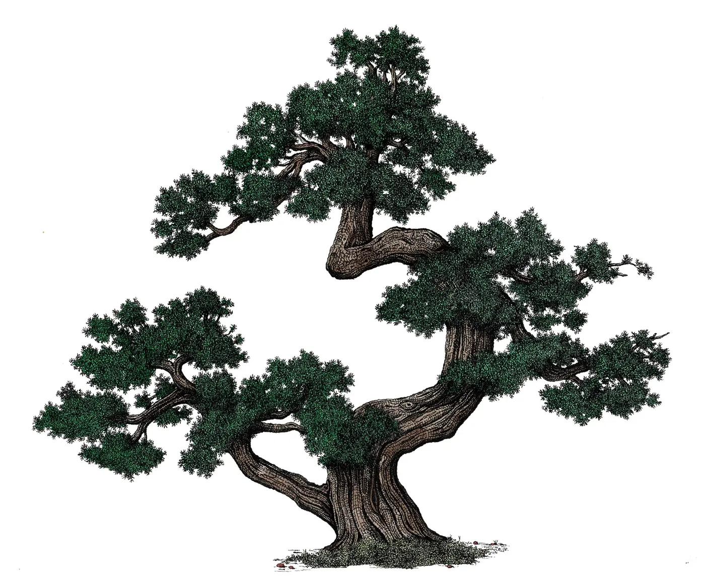 Trees of Yosemite, image 5