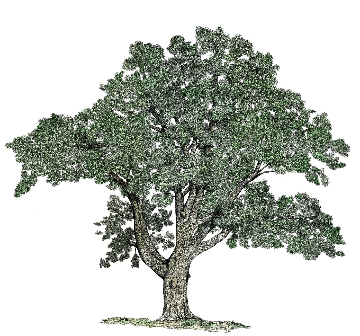 Trees of Yosemite, image 2