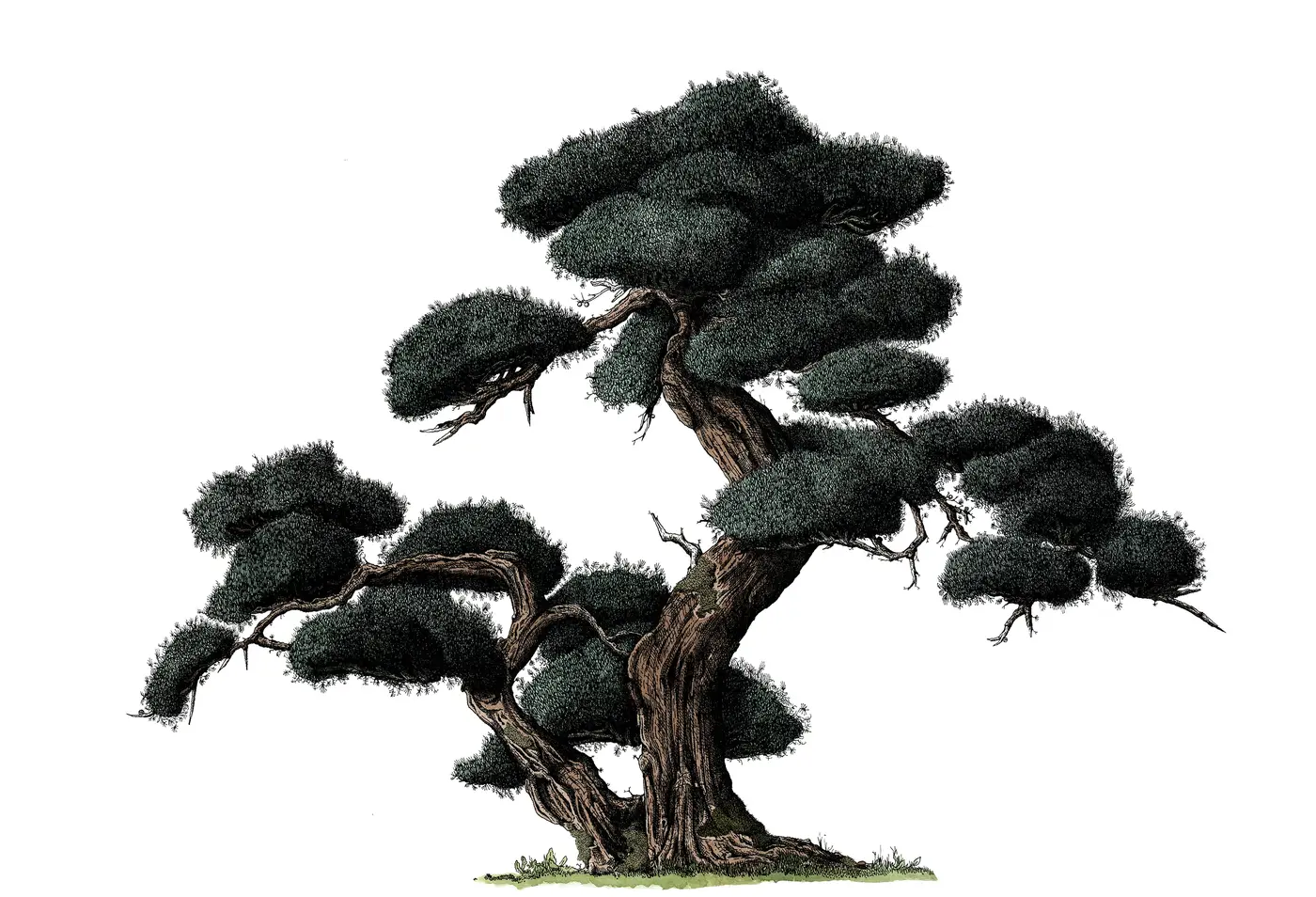 Trees of Yosemite, image 3