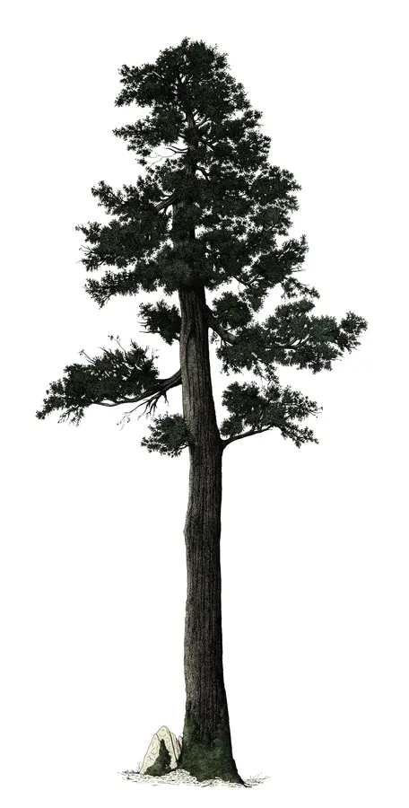 Trees of Yosemite, image 1