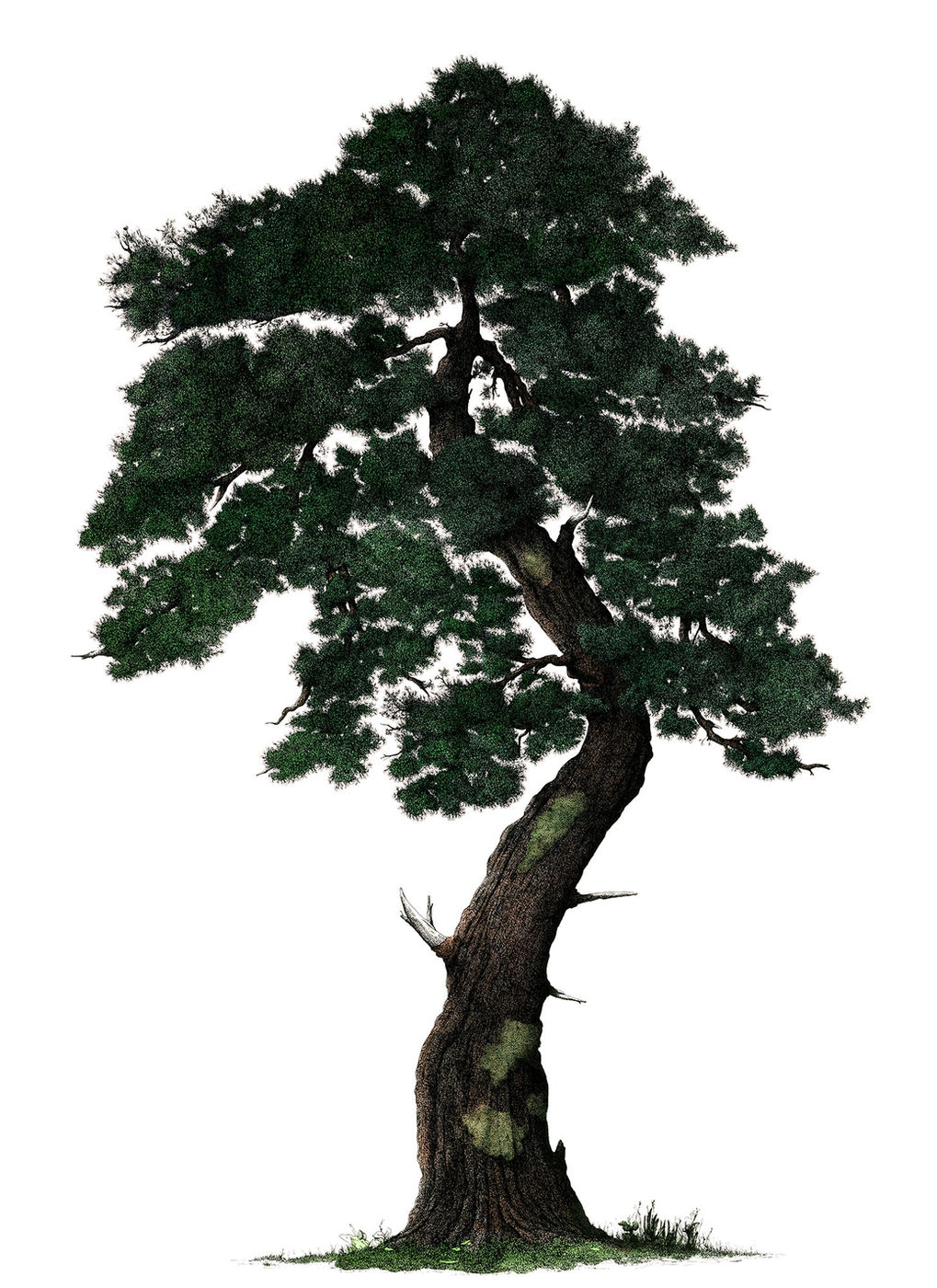 Trees of Yosemite, image 7